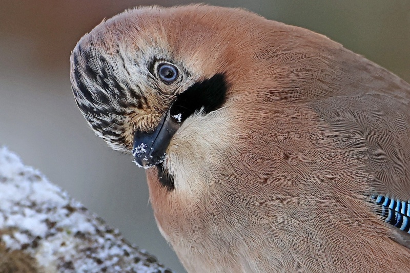 Geai des chênes méfiant.jpg