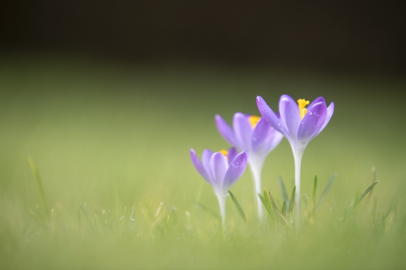 C est le printemps .