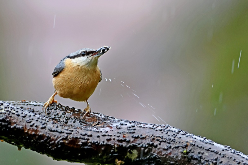 Jour de pluie priorité aux graines de tournesol.jpg
