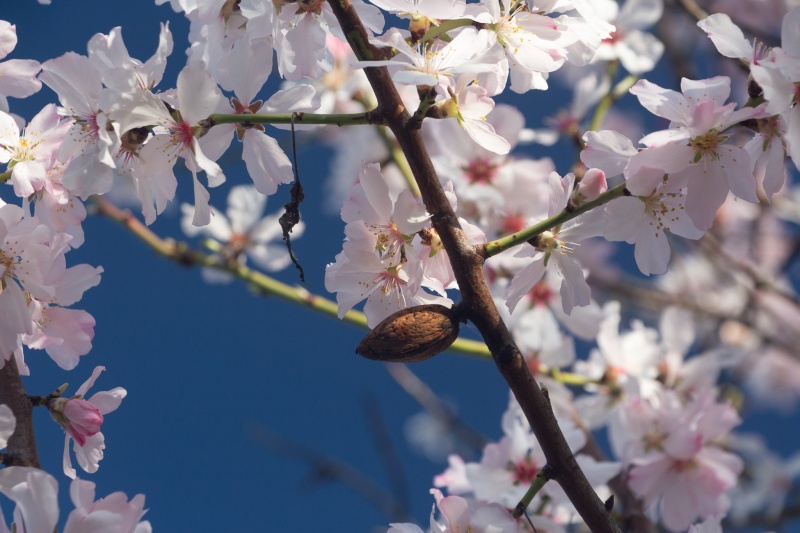 fleurs d'amandiers