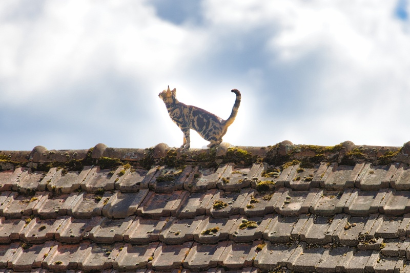 Chat explorateur.jpg