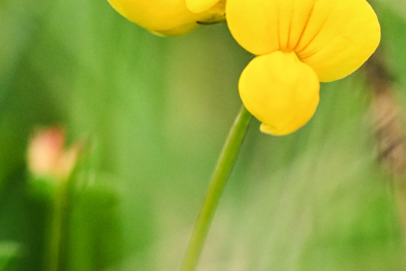 Fleur