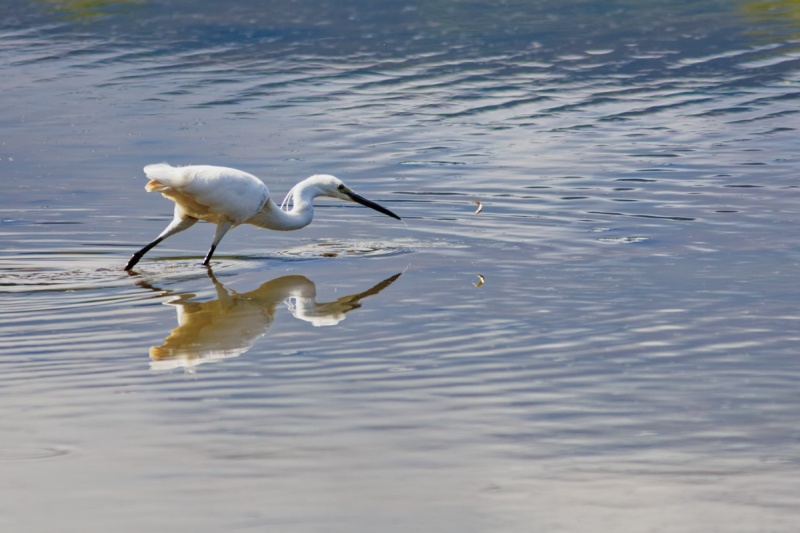 Aigrette garzette à la pêche