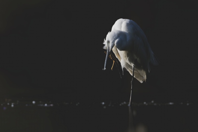 Aigrette garzette.jpg