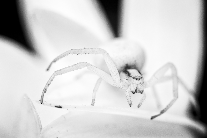 Dans les pétales de marguerite (araignée crabe)