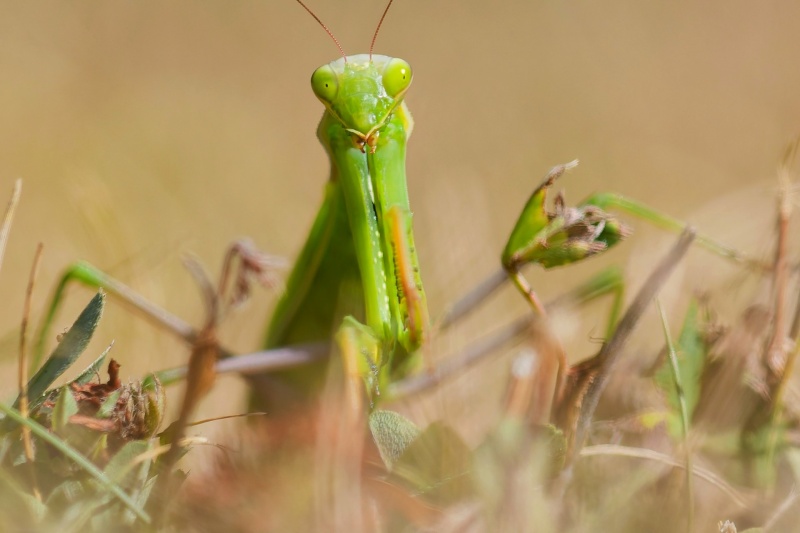 A l'affût dans les herbes (Mante religieuse).jpg