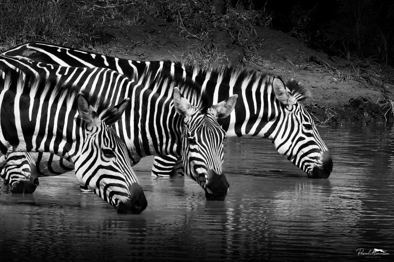 Zebres - Lac Manyara - Tanzanie (Personnalisé).jpg
