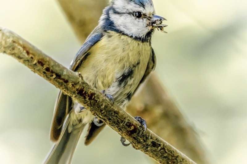 Mésange bleue prête à nourrir ses petits !