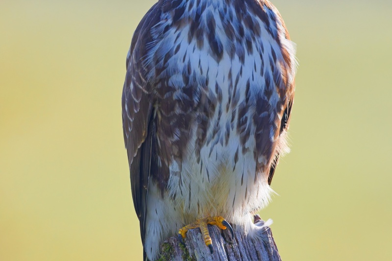 Buse variable.jpg