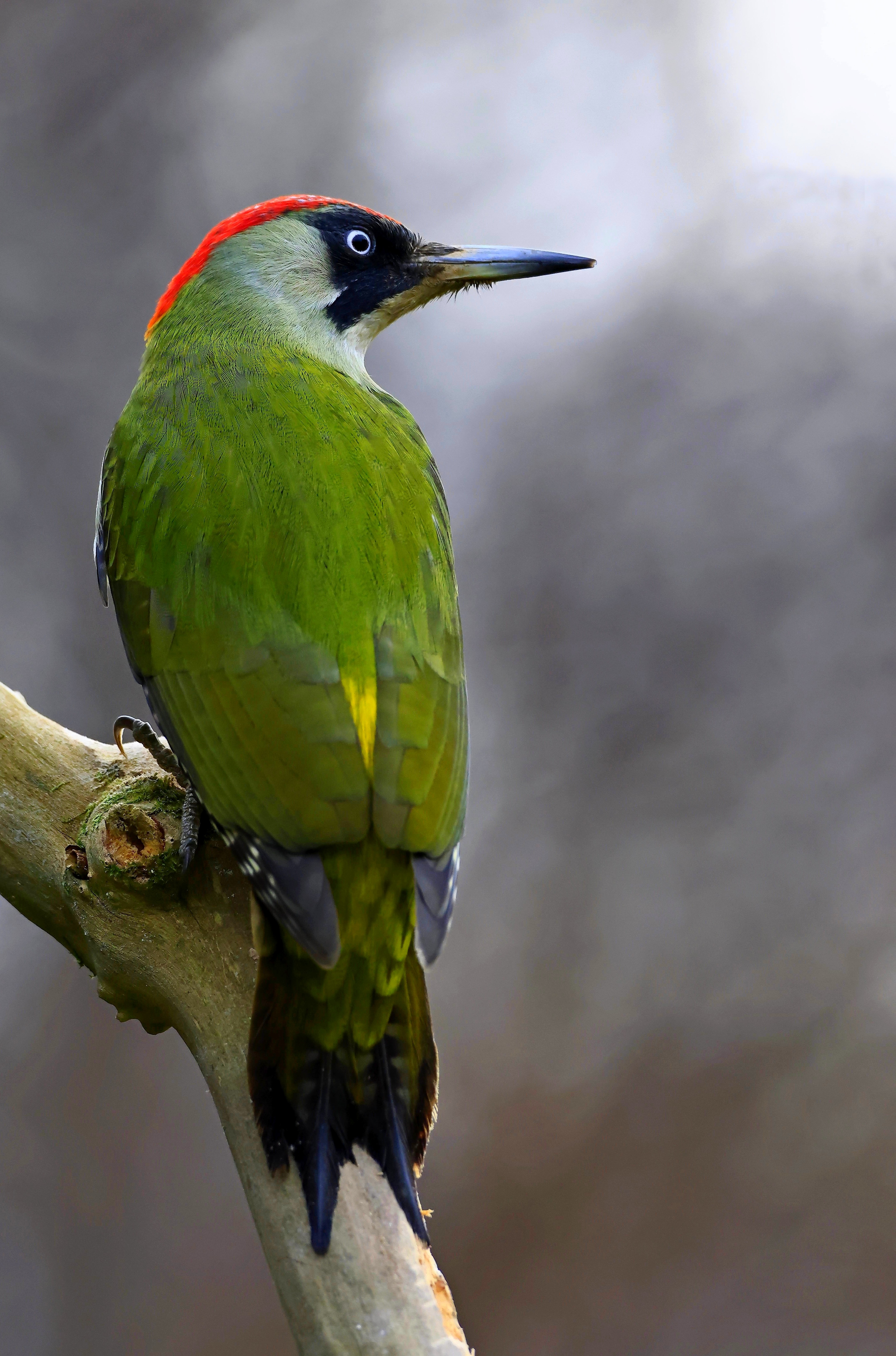 Petite pause pour ce Pic vert.jpg