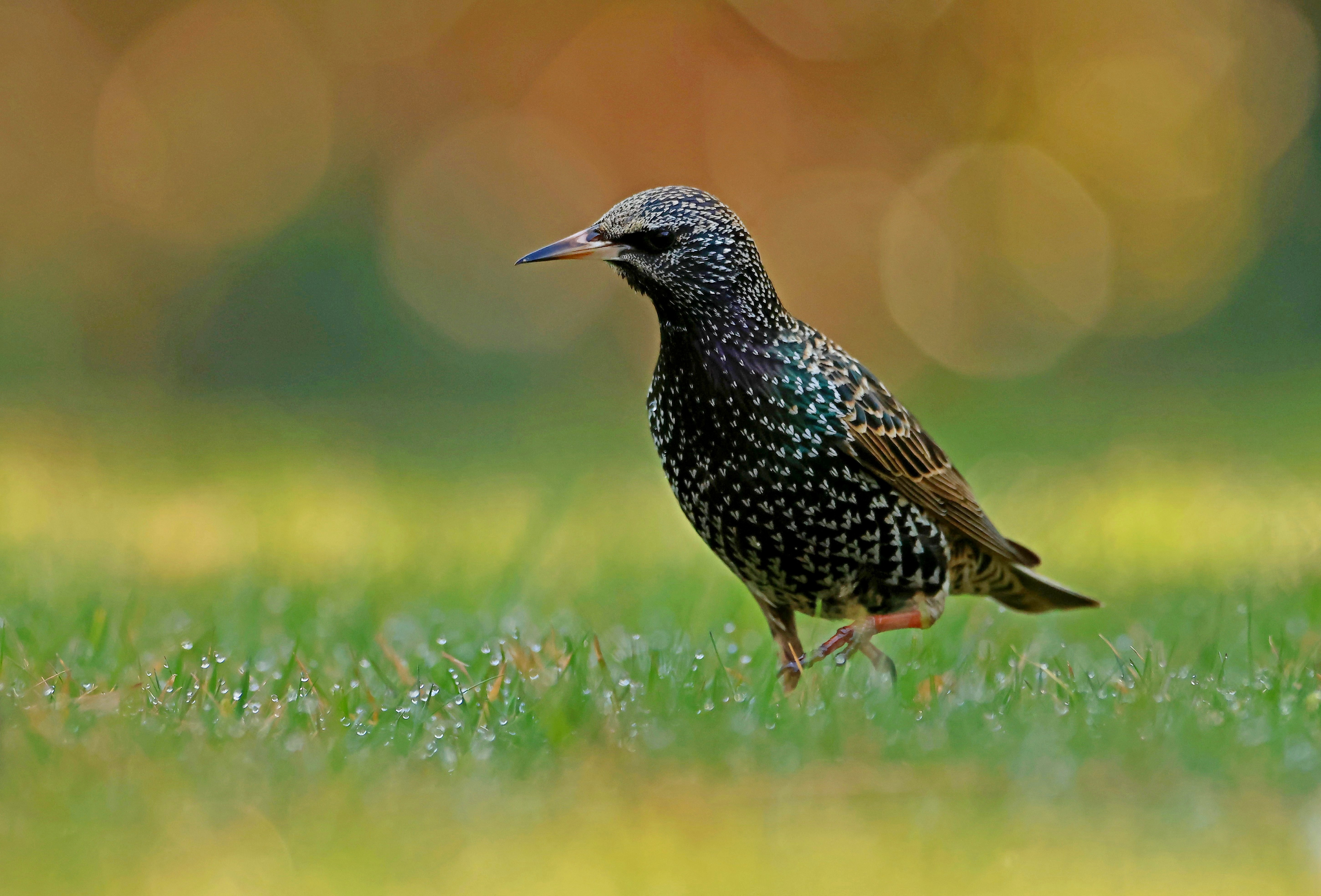 Petite promenade matinale.jpg